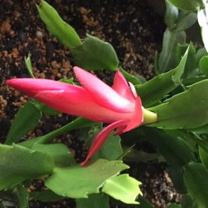 Meet your Posher, Bernie